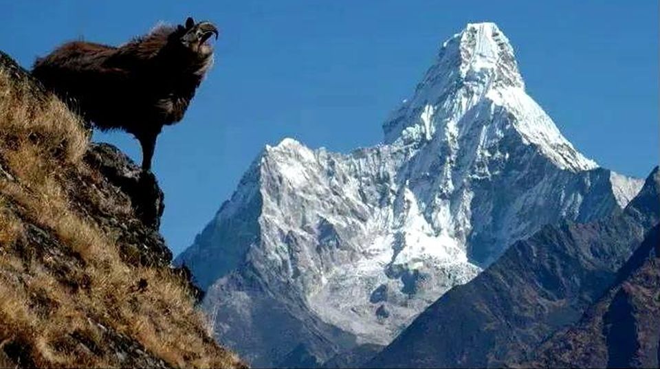 Mountain goat and Ama Dablam