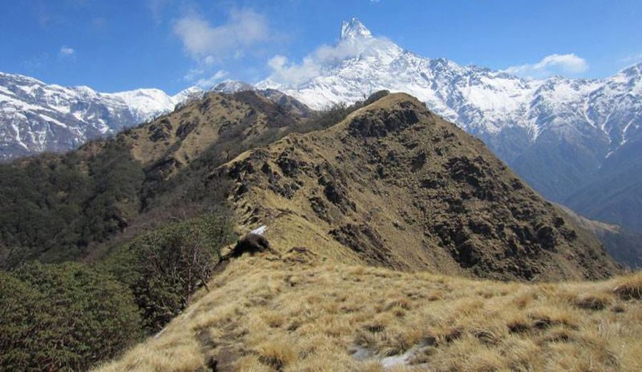 Macchapucchre ( The Fishtail Mountain )