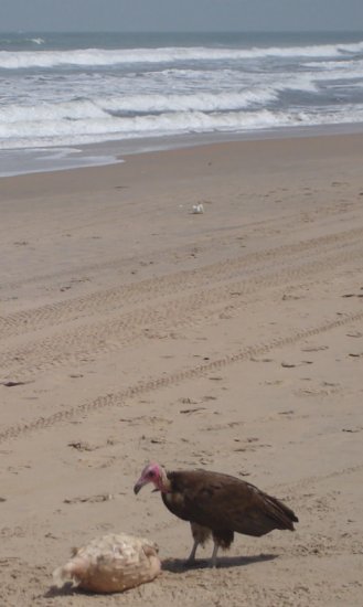 Vulture on beach