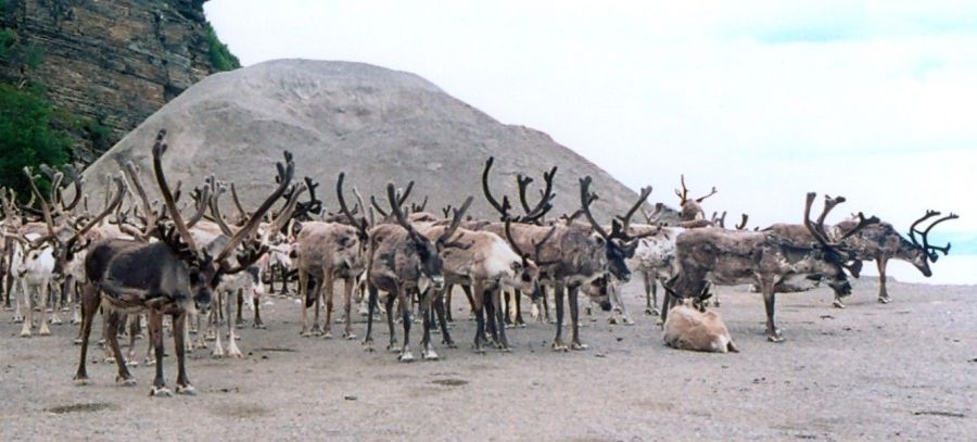 Reindeer in Finnish Lapland