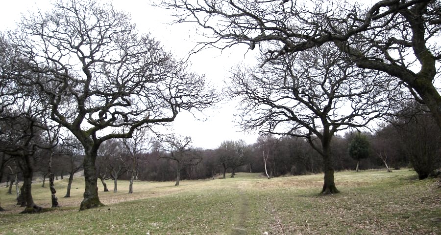 Route of Roman Road through Seabegs Wood