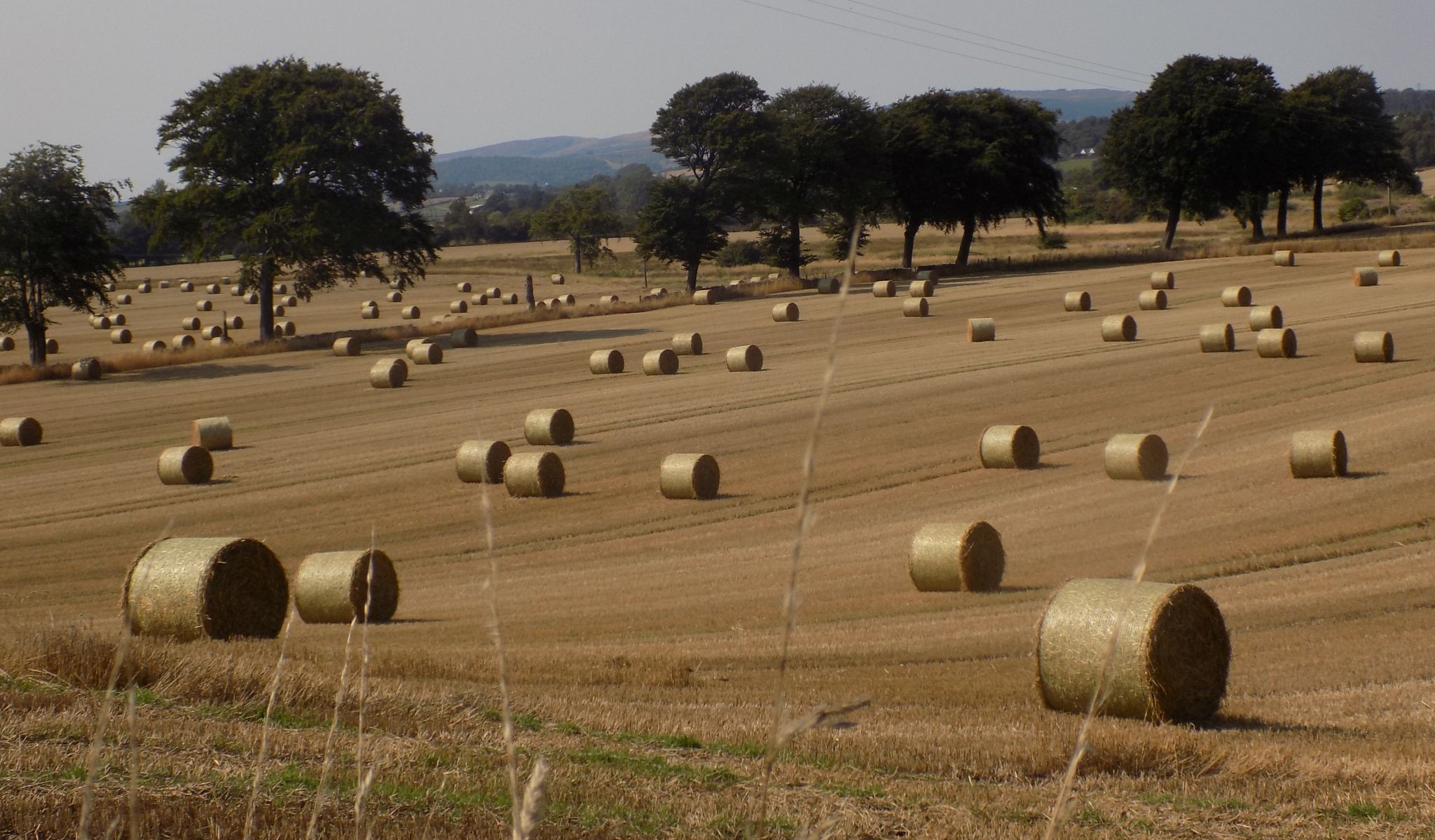 Hay bales at Torrance