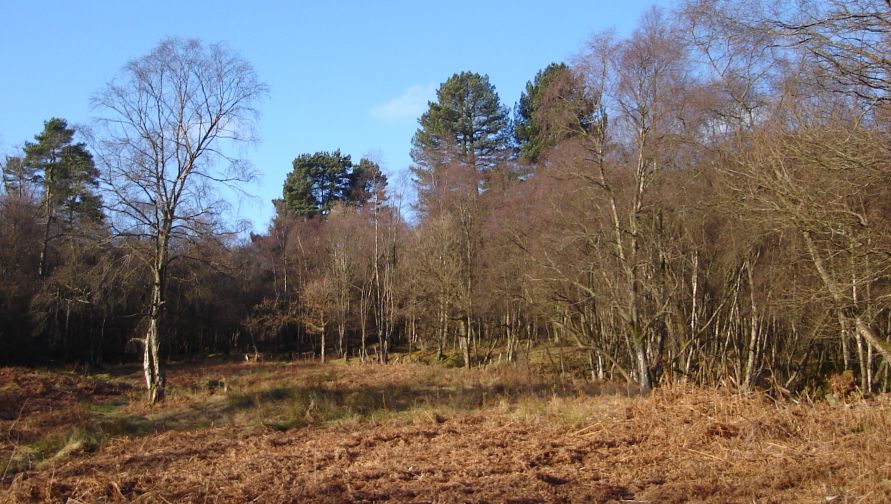 Mains Wood