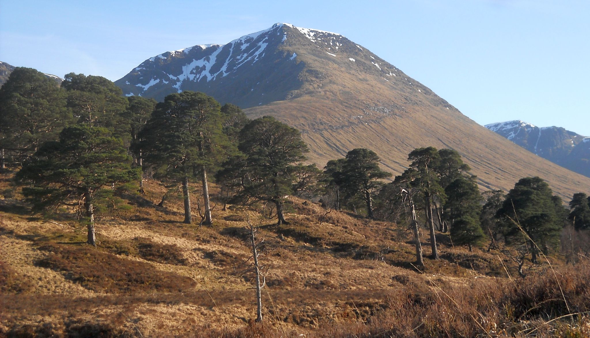 Pine trees of the Black Wood of Rannoch beneath Beinn Achaladair