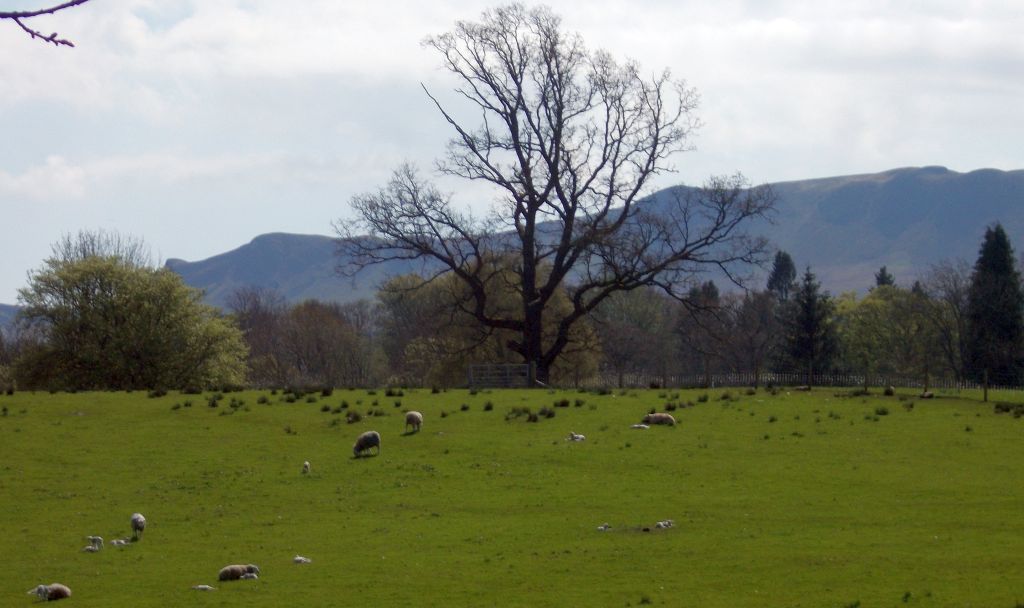 Campsie Fells from Carbeth Estate