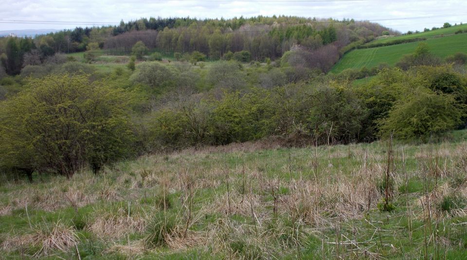 Garscadden Woods West from Garscadden Woods East