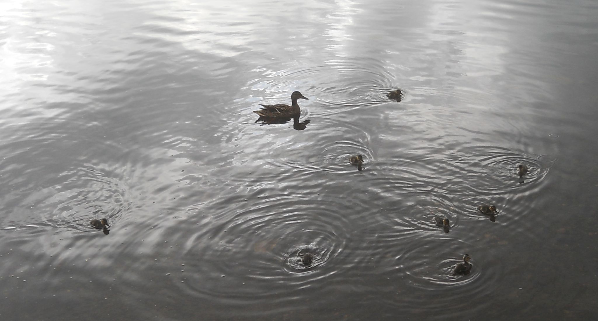 Ducklings at Kilmardinny Loch in Bearsden