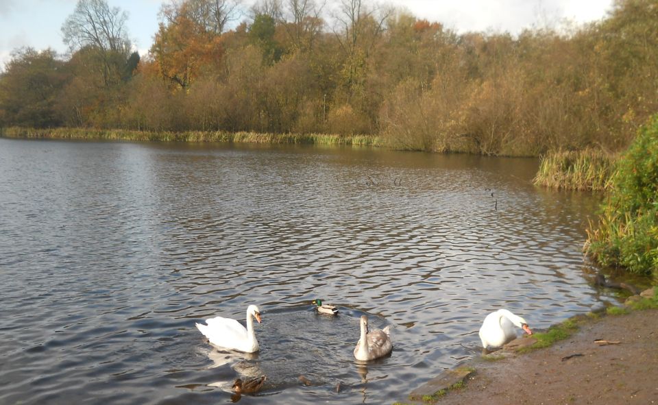 Swans at Kilmardinny Loch in Bearsden