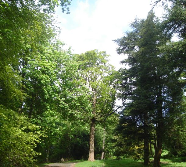 Footpath through Woods above Mugdock Reservoir