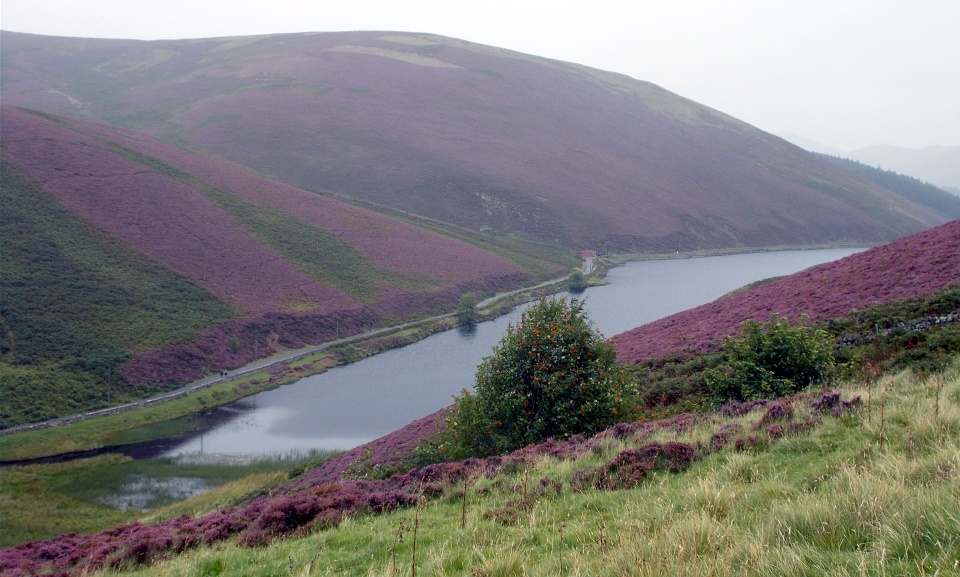 Loganlee Reservoir beneath Gask Hill