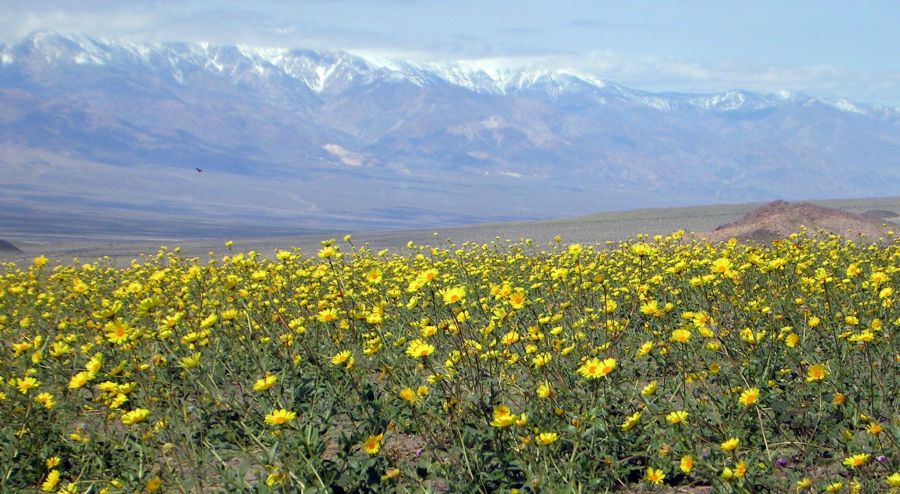 Desert Flowers in Death Valley